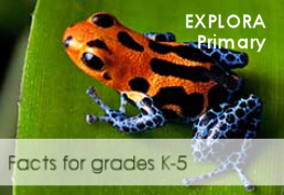 Poison dart frog perched on a leaf with text that reads Explora Primary Facts for grades 1-5